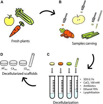 Plant Tissues as 3D Natural Scaffolds for Adipose, Bone and Tendon Tissue Regeneration